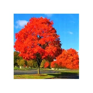 Dąb Czerwony (Quercus rubra) obw. 6–8 cm — szybki wzrost, intensywne czerwone liście