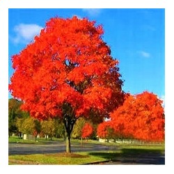 Dąb czerwony (Quercus rubra) sadzonka obwód 6-8 cm