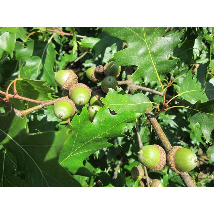 Dąb Czerwony Quercus rubra 6-8 cm zestaw 10 szt. - SadzonkiDrzew.pl