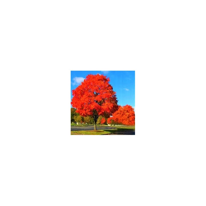 Dąb Czerwony Quercus rubra 6-8 cm zestaw 10 szt. - SadzonkiDrzew.pl