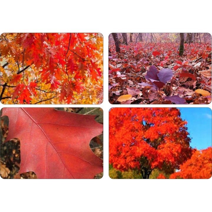 Dąb Czerwony Quercus rubra — 10 szt. obw. 6–8 cm | Sadzonki z gołym korzeniem, intensywna czerwień