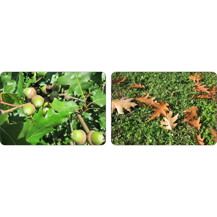 Dąb Czerwony Quercus rubra — 10 szt. obw. 6–8 cm | Sadzonki z gołym korzeniem, intensywna czerwień