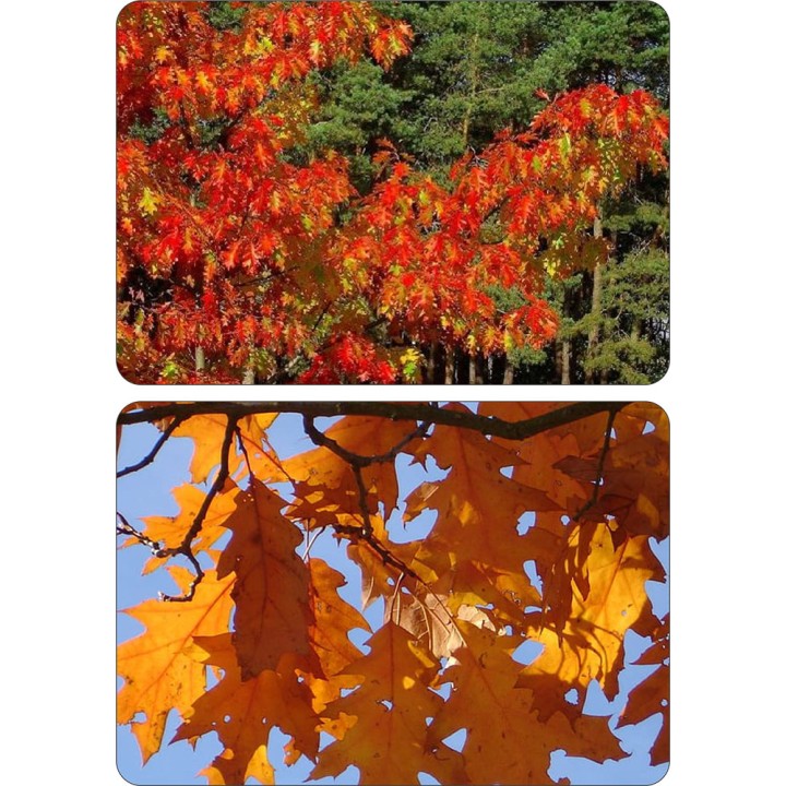 Dąb Czerwony Quercus rubra — 10 szt. obw. 6–8 cm | Sadzonki z gołym korzeniem, intensywna czerwień