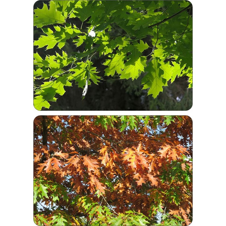 Dąb Czerwony Quercus rubra — 10 szt. obw. 6–8 cm | Sadzonki z gołym korzeniem, intensywna czerwień