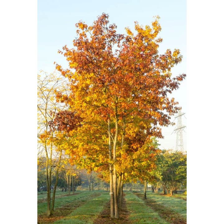 Dąb Czerwony XXL 12-14 cm | Wys. 300-400 cm – Soliter do ogrodu, parku, alei