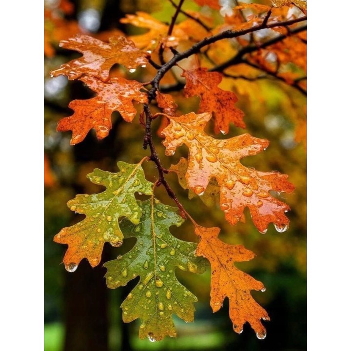 Dąb Czerwony Quercus rubra 14-16 cm | Duże drzewo 300-400 cm — Efektowny soliter do alei