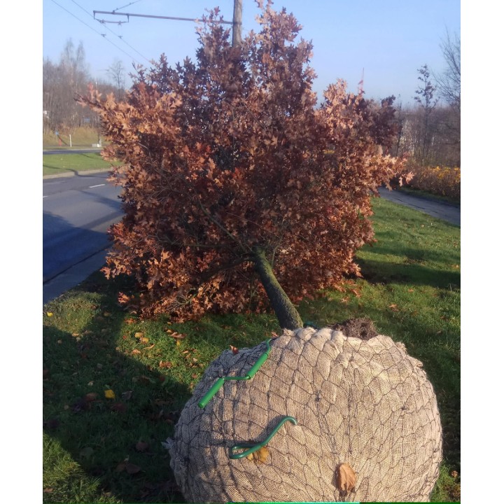 Dąb Czerwony XXL 12-14 cm | Wys. 300-400 cm – Soliter do ogrodu, parku, alei