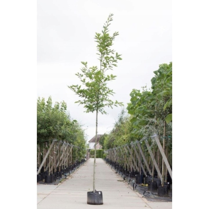 Dąb czerwony XXL Quercus rubra 300–400 cm | Obwód pnia 8–10 cm – Efekt od razu po posadzeniu