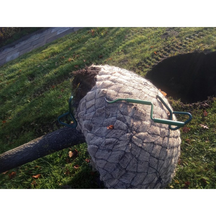 Dąb Czerwony Quercus rubra 14-16 cm | Duże drzewo 300-400 cm — Efektowny soliter do alei