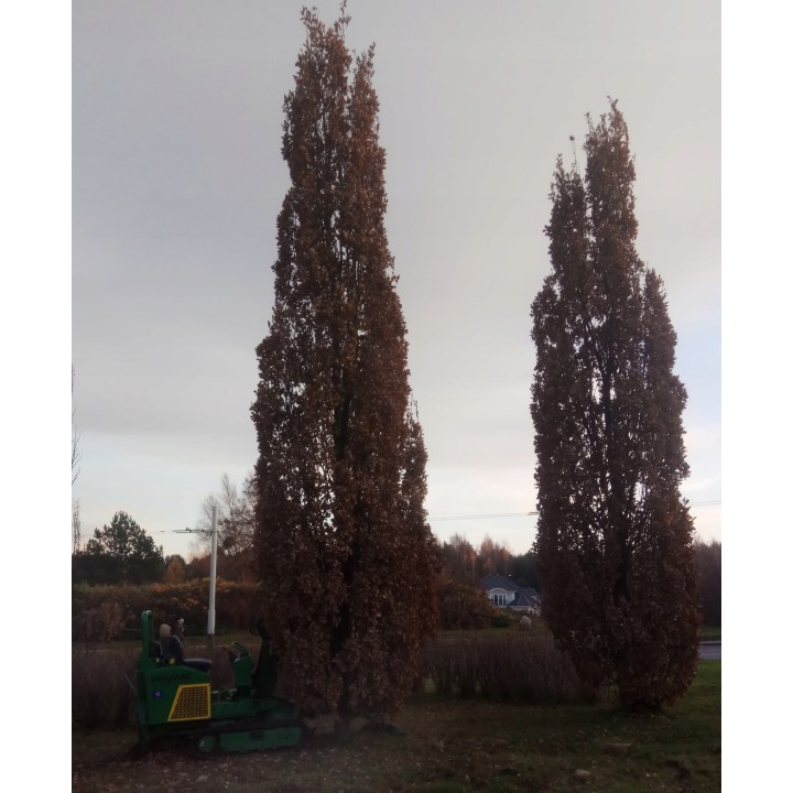 Dąb czerwony XXL Quercus rubra 300–400 cm | Obwód pnia 8–10 cm – Efekt od razu po posadzeniu