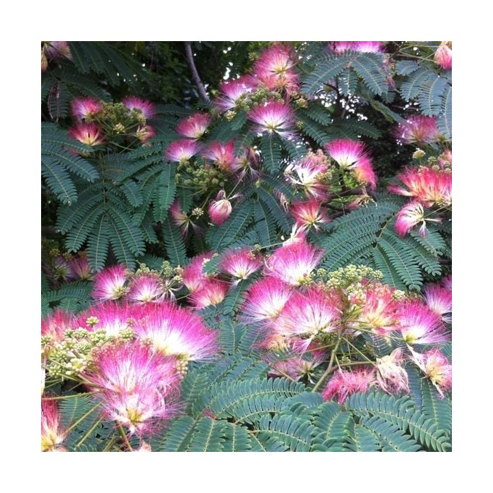 Albicja jedwabista – pachnące różowe pompony, miododajne drzewko do ogrodu