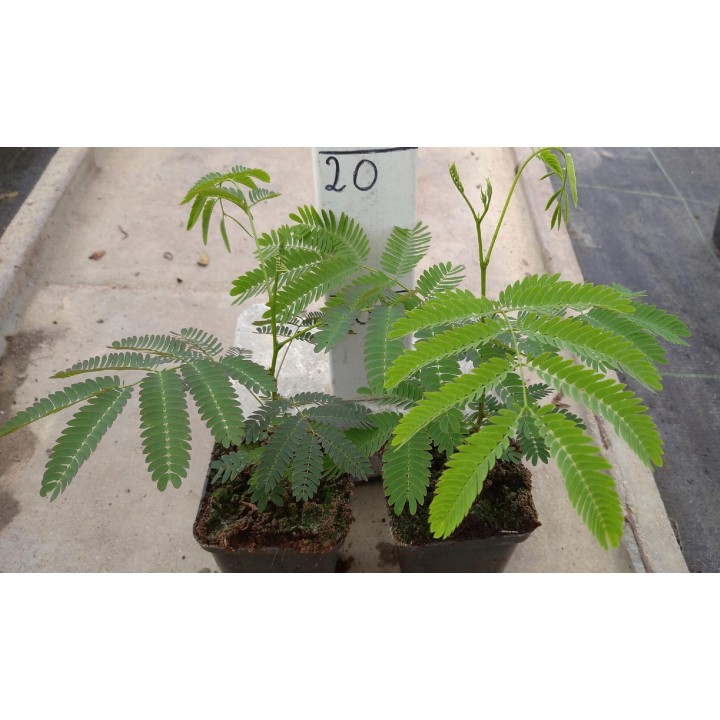 Albicja jedwabista – pachnące różowe pompony, miododajne drzewko do ogrodu