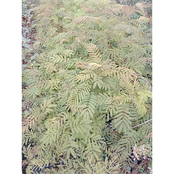 Albicja jedwabista – pachnące różowe pompony, miododajne drzewko do ogrodu