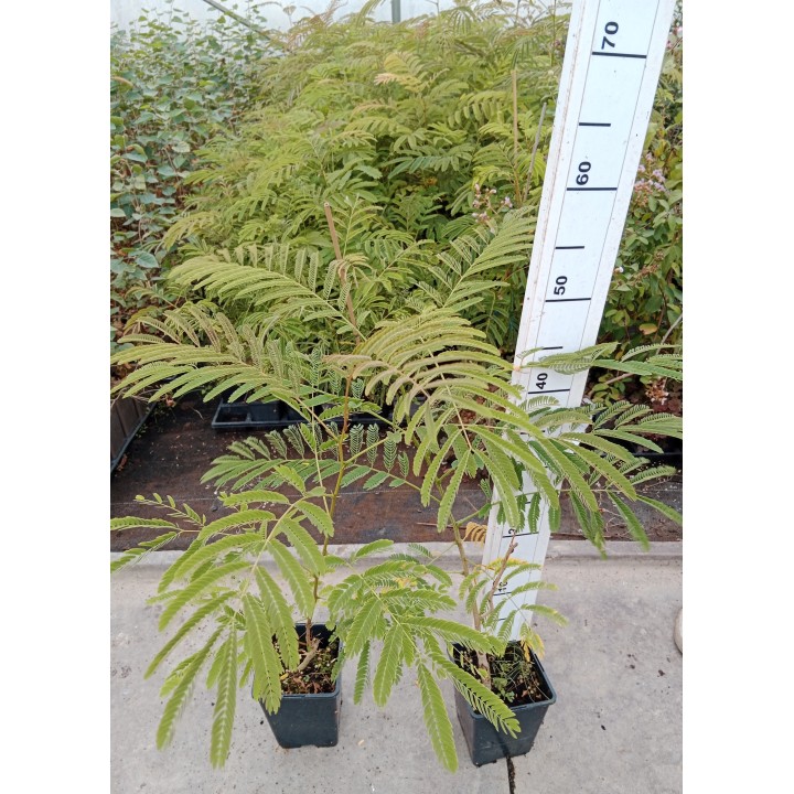 Albicja jedwabista – pachnące różowe pompony, miododajne drzewko do ogrodu