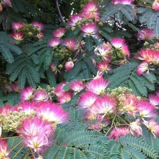 Albicja jedwabista „Perskie Drzewko Szczęścia” — sadzonka miododajna 20–30 cm (w doniczce)