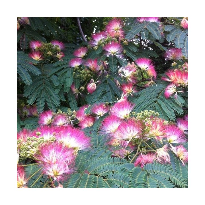 Albicja jedwabista „Perskie Drzewko Szczęścia” — sadzonka miododajna 20–30 cm (w doniczce)