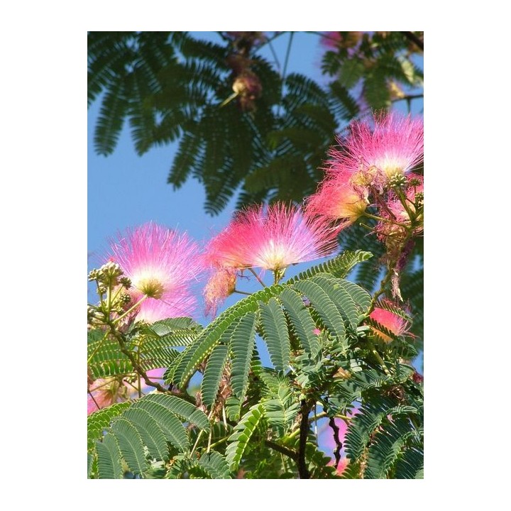 Albicja jedwabista „Perskie Drzewko Szczęścia” — sadzonka miododajna 20–30 cm (w doniczce)