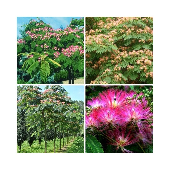 Albicja jedwabista – pachnące różowe pompony, miododajne drzewko do ogrodu