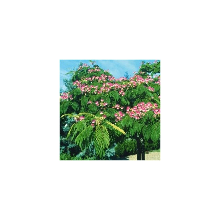 Albicja jedwabista „Perskie Drzewko Szczęścia” — sadzonka miododajna 20–30 cm (w doniczce)