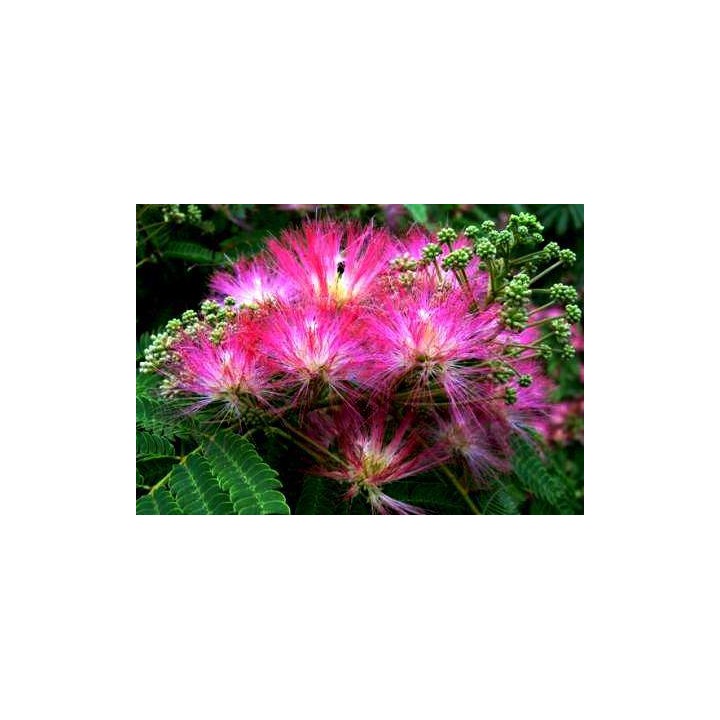 Albicja jedwabista „Perskie Drzewko Szczęścia” — sadzonka miododajna 20–30 cm (w doniczce)