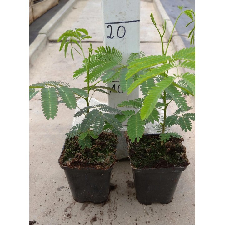 Albicja jedwabista „Perskie Drzewko Szczęścia” — sadzonka miododajna 20–30 cm (w doniczce)