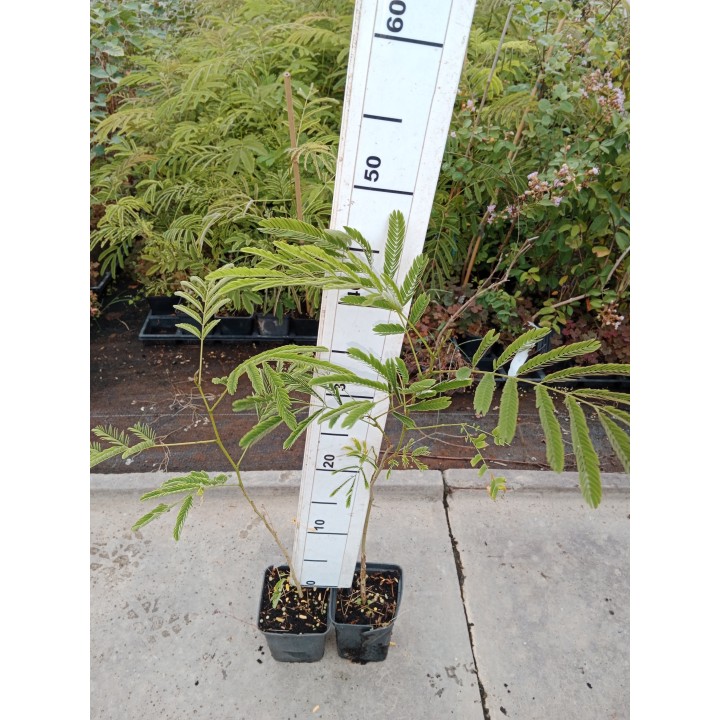 Albicja jedwabista – pachnące różowe pompony, miododajne drzewko do ogrodu