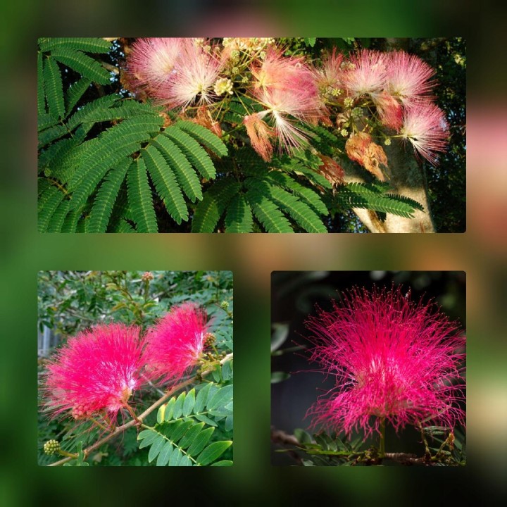 Albicja jedwabista 30–40 cm — pachnące różowo-czerwone pomponiki do Twojego ogrodu