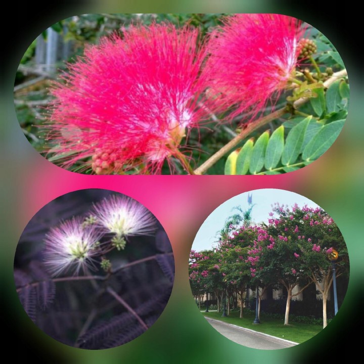 Albicja jedwabista 30–40 cm — pachnące różowo-czerwone pomponiki do Twojego ogrodu