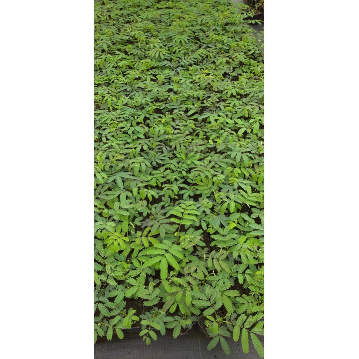 Albicja jedwabista – pachnące różowe pompony, miododajne drzewko do ogrodu