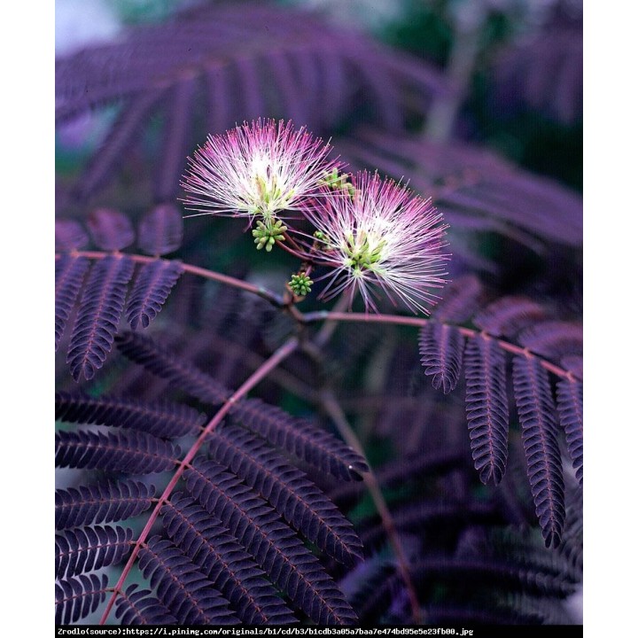 Albicja jedwabista 30–40 cm — pachnące różowo-czerwone pomponiki do Twojego ogrodu