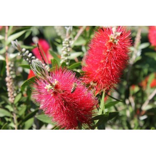 Albicja jedwabista – miododajne sadzonki 30–40 cm, kwitnąca ozdoba ogrodu