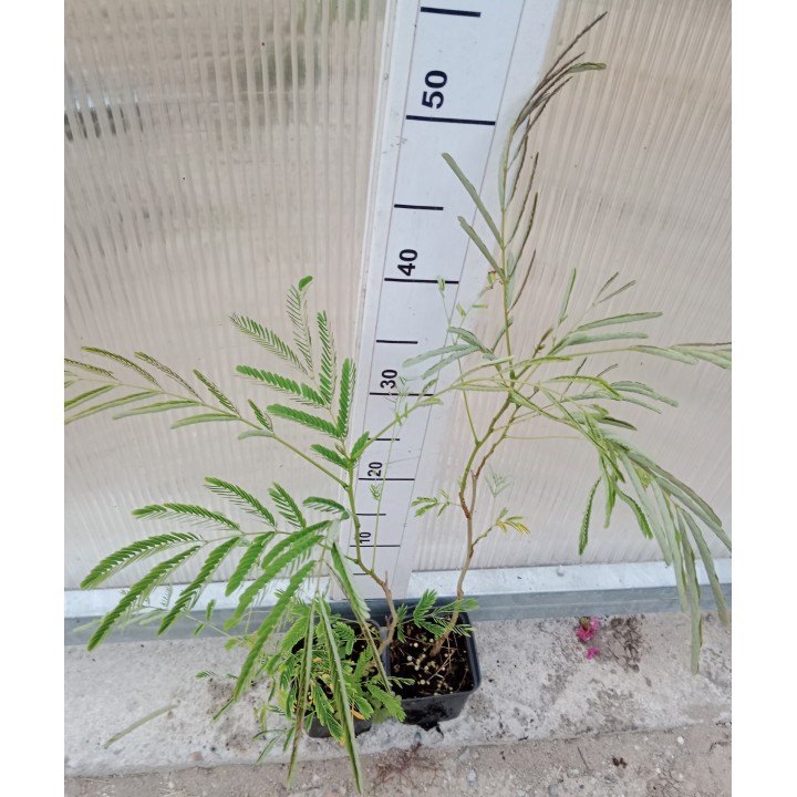 Albicja jedwabista – pachnące różowe pompony, miododajne drzewko do ogrodu