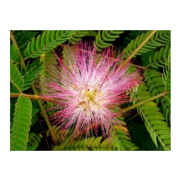 Albicja jedwabista 30–40 cm — pachnące różowo-czerwone pomponiki do Twojego ogrodu