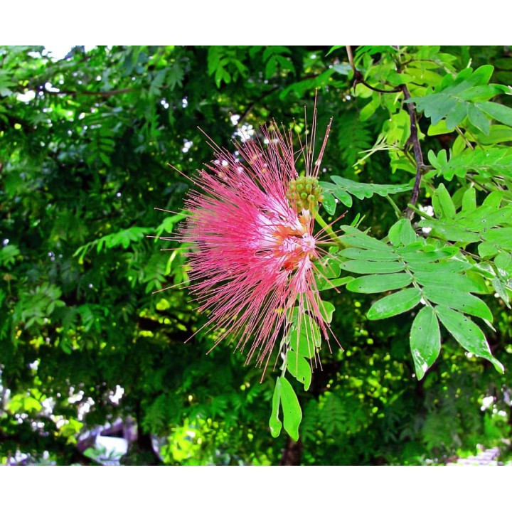 Albicja jedwabista – miododajne sadzonki 30–40 cm, kwitnąca ozdoba ogrodu