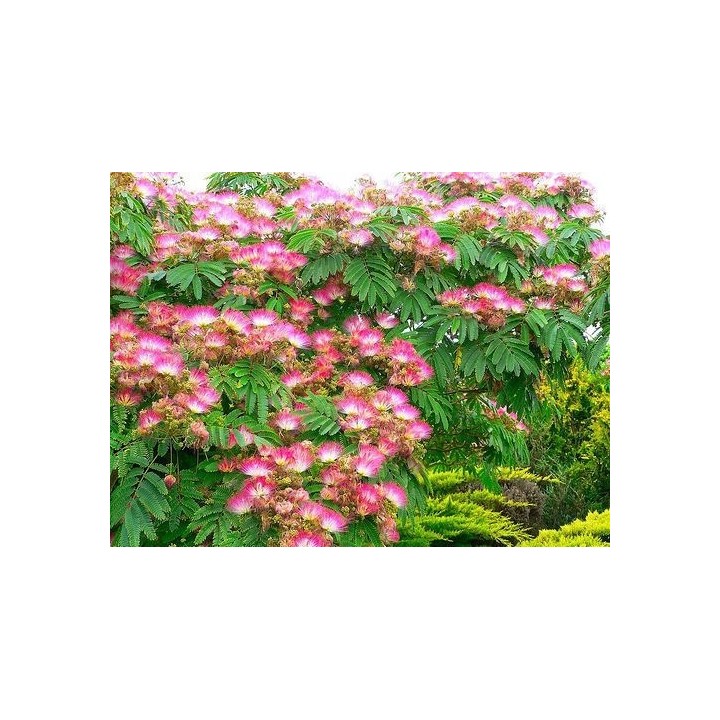 Albicja jedwabista 30–40 cm — pachnące różowo-czerwone pomponiki do Twojego ogrodu