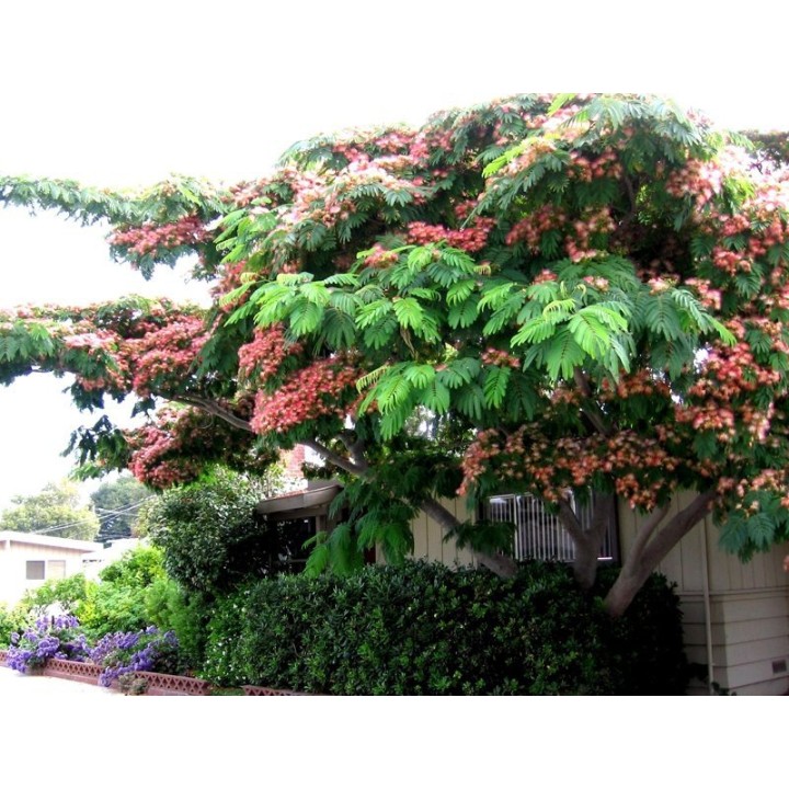 Albicja jedwabista 30–40 cm — pachnące różowo-czerwone pomponiki do Twojego ogrodu