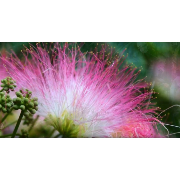 Albicja jedwabista 30–40 cm — pachnące różowo-czerwone pomponiki do Twojego ogrodu