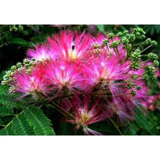 Albicja jedwabista - miododajne drzewko szczęścia 30–40 cm w doniczce P9