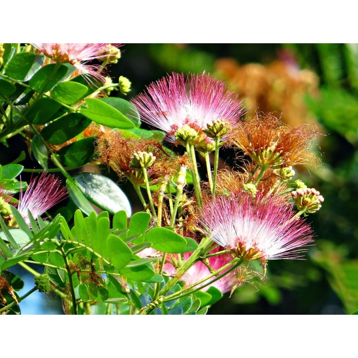 Albicja jedwabista – miododajne sadzonki 30–40 cm, kwitnąca ozdoba ogrodu