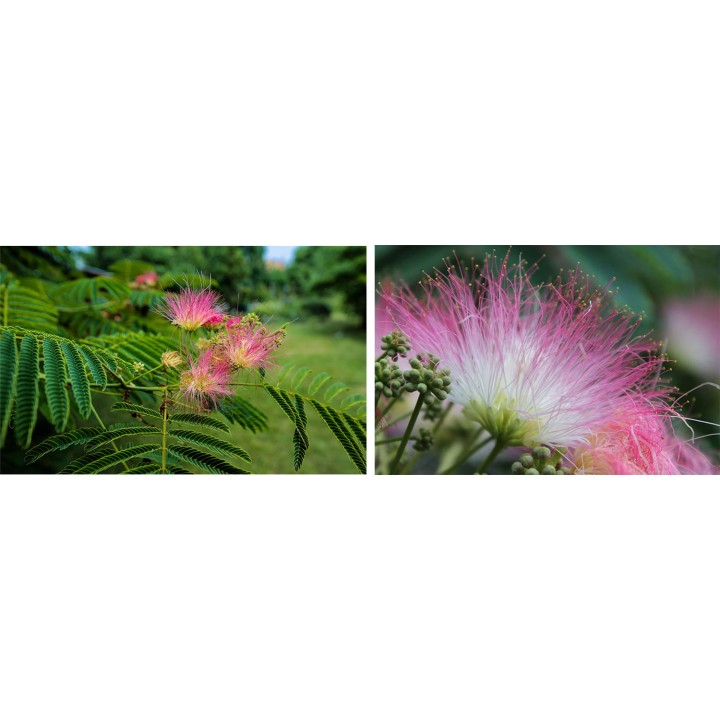 Albicja jedwabista – miododajne sadzonki 30–40 cm, kwitnąca ozdoba ogrodu