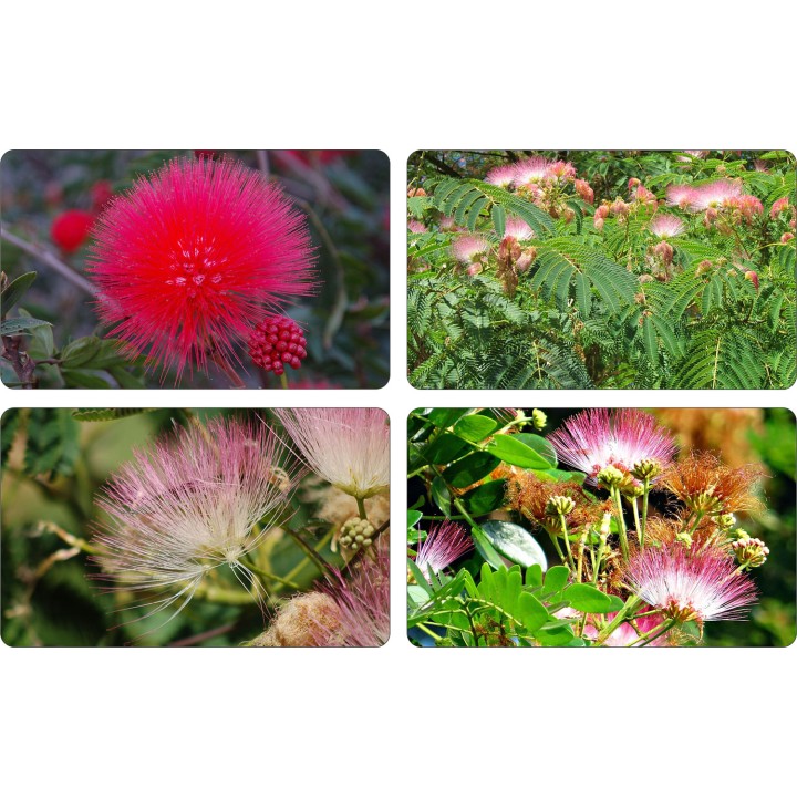 Albicja jedwabista - miododajne drzewko szczęścia 30–40 cm w doniczce P9