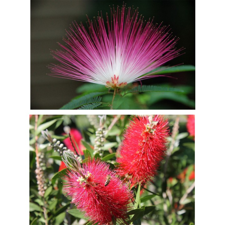 Albicja jedwabista – miododajne sadzonki 30–40 cm, kwitnąca ozdoba ogrodu