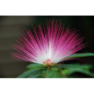 Albicja jedwabista (Albizia julibrissin) — miododajne sadzonki 30–40 cm w doniczce P9