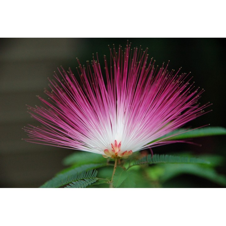 Albicja jedwabista (Albizia julibrissin) — miododajne sadzonki 30–40 cm w doniczce P9