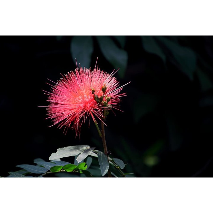 Albicja jedwabista - miododajne drzewko szczęścia 30–40 cm w doniczce P9