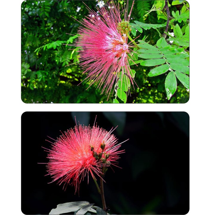 Albicja jedwabista (Albizia julibrissin) — miododajne sadzonki 30–40 cm w doniczce P9