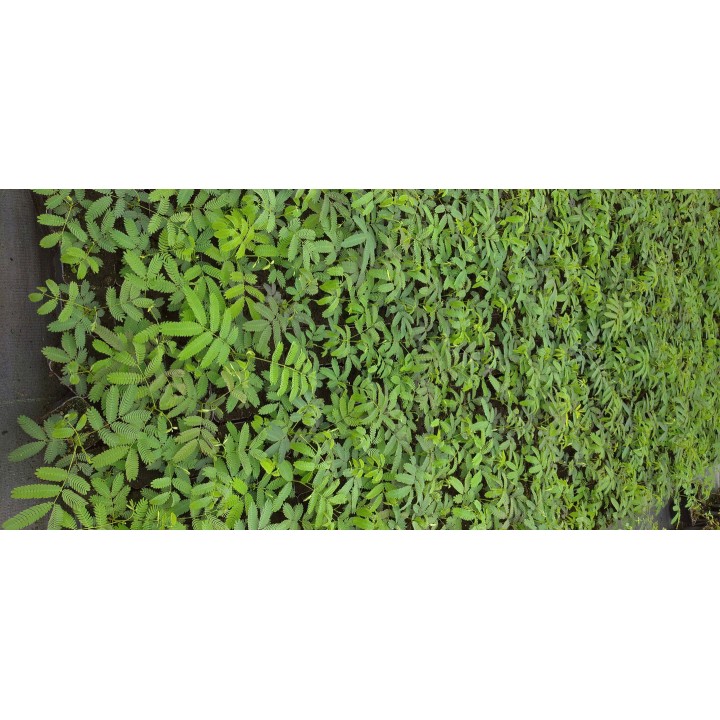 Albicja jedwabista - miododajne drzewko szczęścia 30–40 cm w doniczce P9