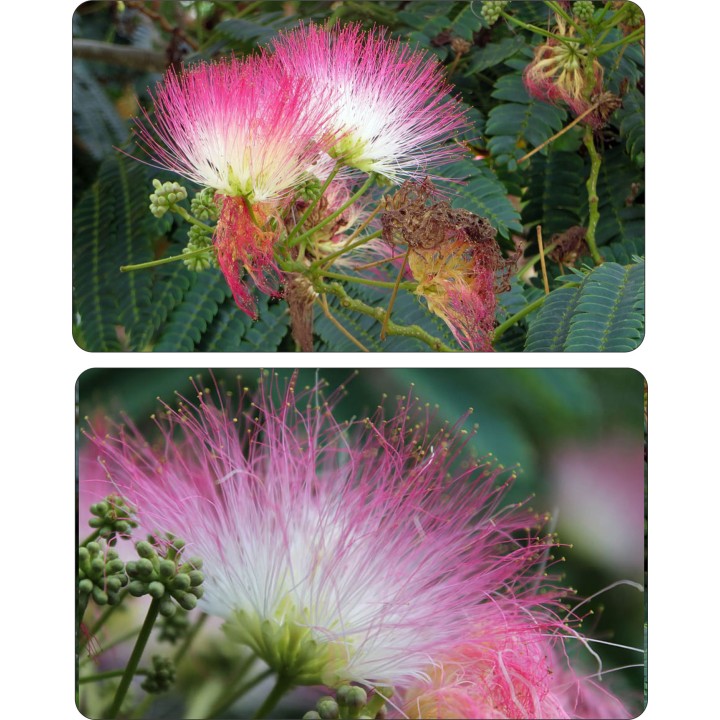 Albicja jedwabista - miododajne drzewko szczęścia 30–40 cm w doniczce P9