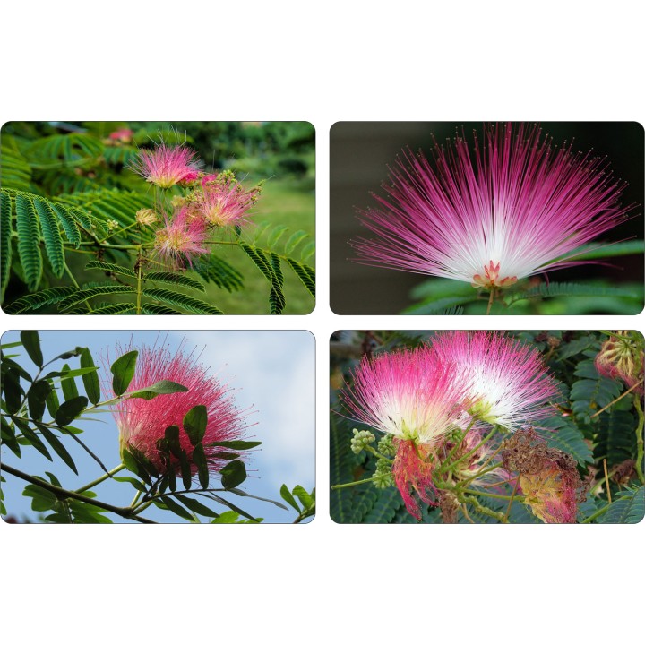 Albicja jedwabista (Albizia julibrissin) — miododajne sadzonki 30–40 cm w doniczce P9