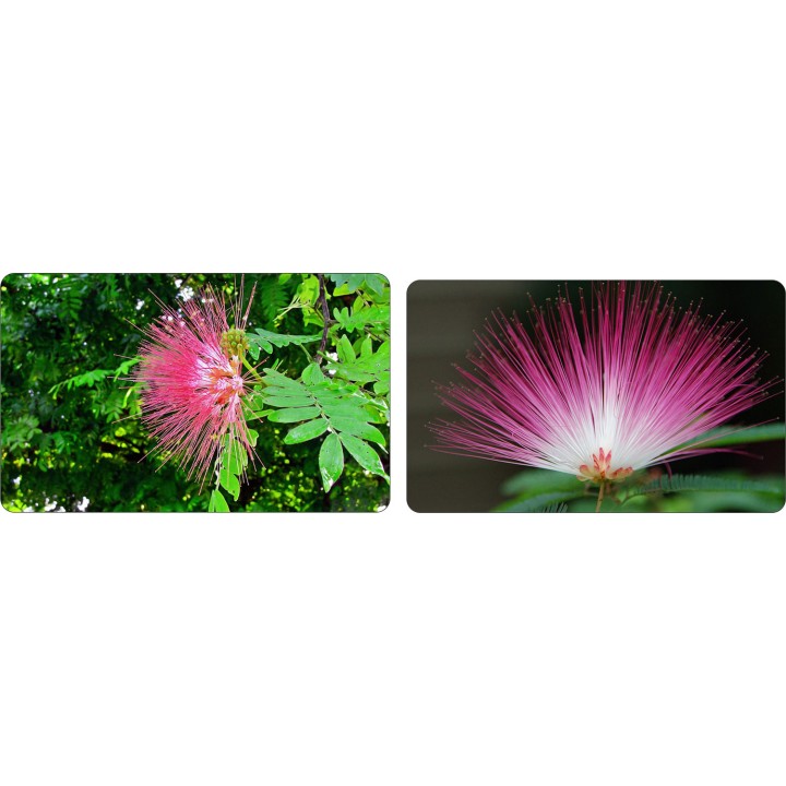 Albicja jedwabista - miododajne drzewko szczęścia 30–40 cm w doniczce P9